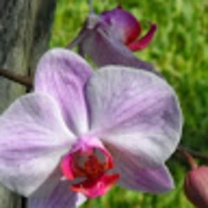 Meet your Posher, Margaret